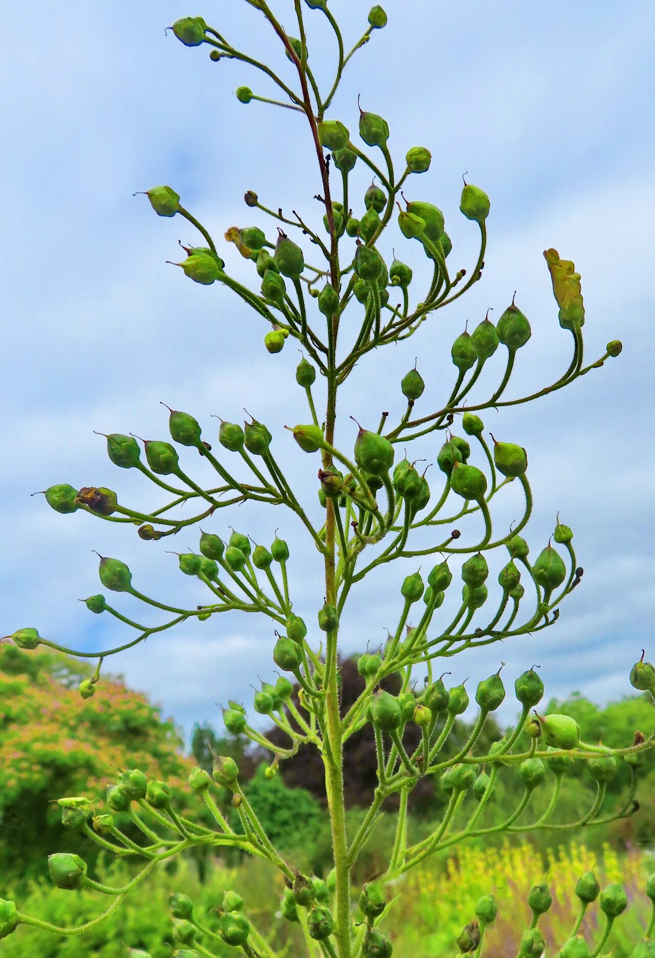 Scrophularia macrobotrys fruit