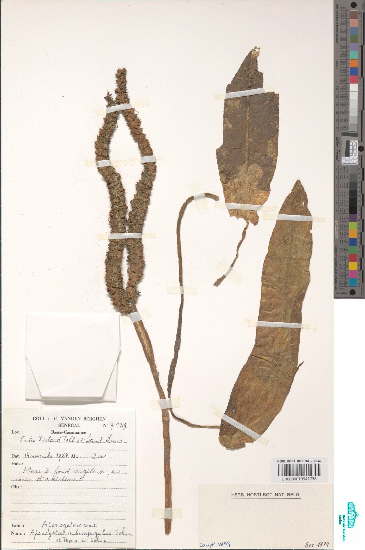 Aponogeton subconjugatus — houseplant care guide