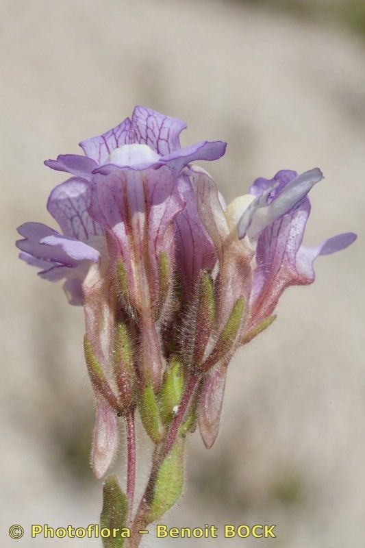 Chaenorhinum macropodum flower
