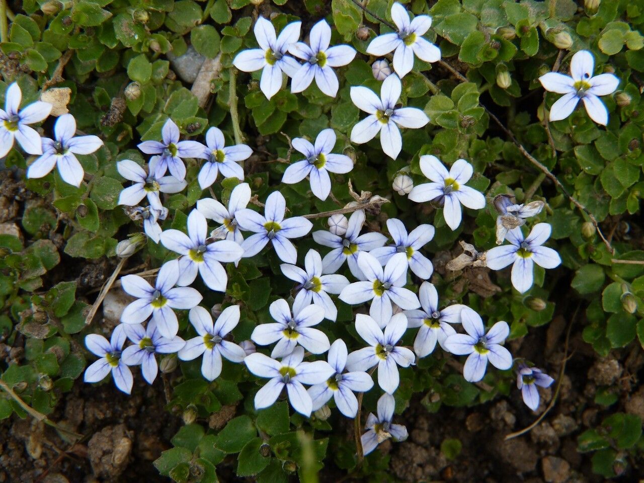Isotoma fluviatilis flower