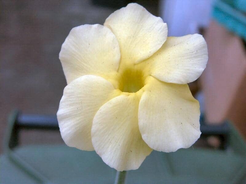 Pachypodium eburneum flower
