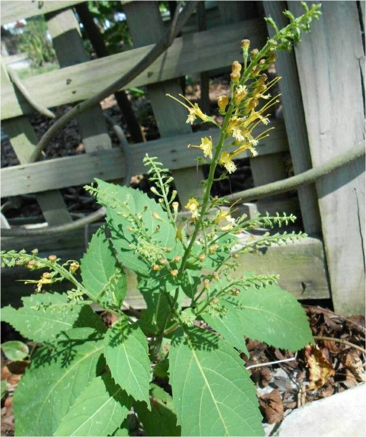 Collinsonia canadensis flower