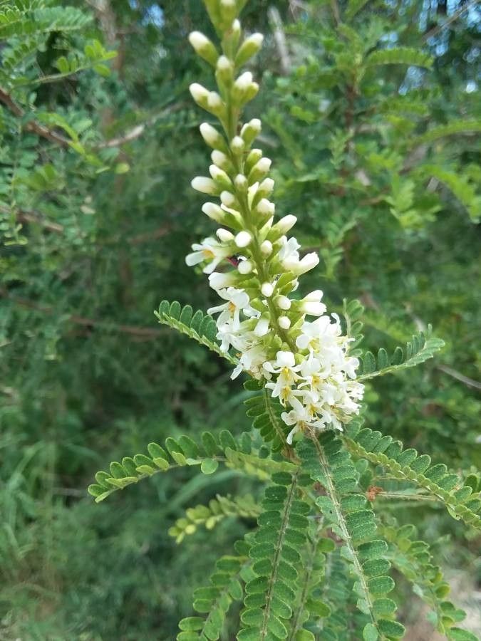 Eysenhardtia texana flower
