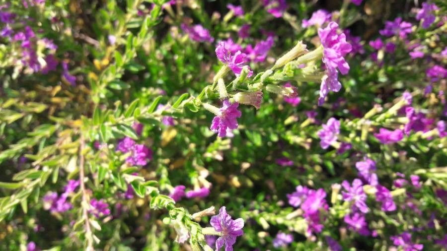Lythrum alatum flower