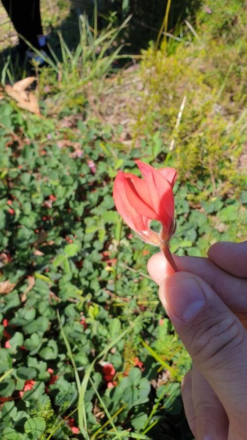 Kennedia prostrata flower