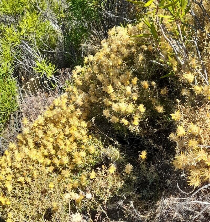 Chuquiraga oppositifolia habit