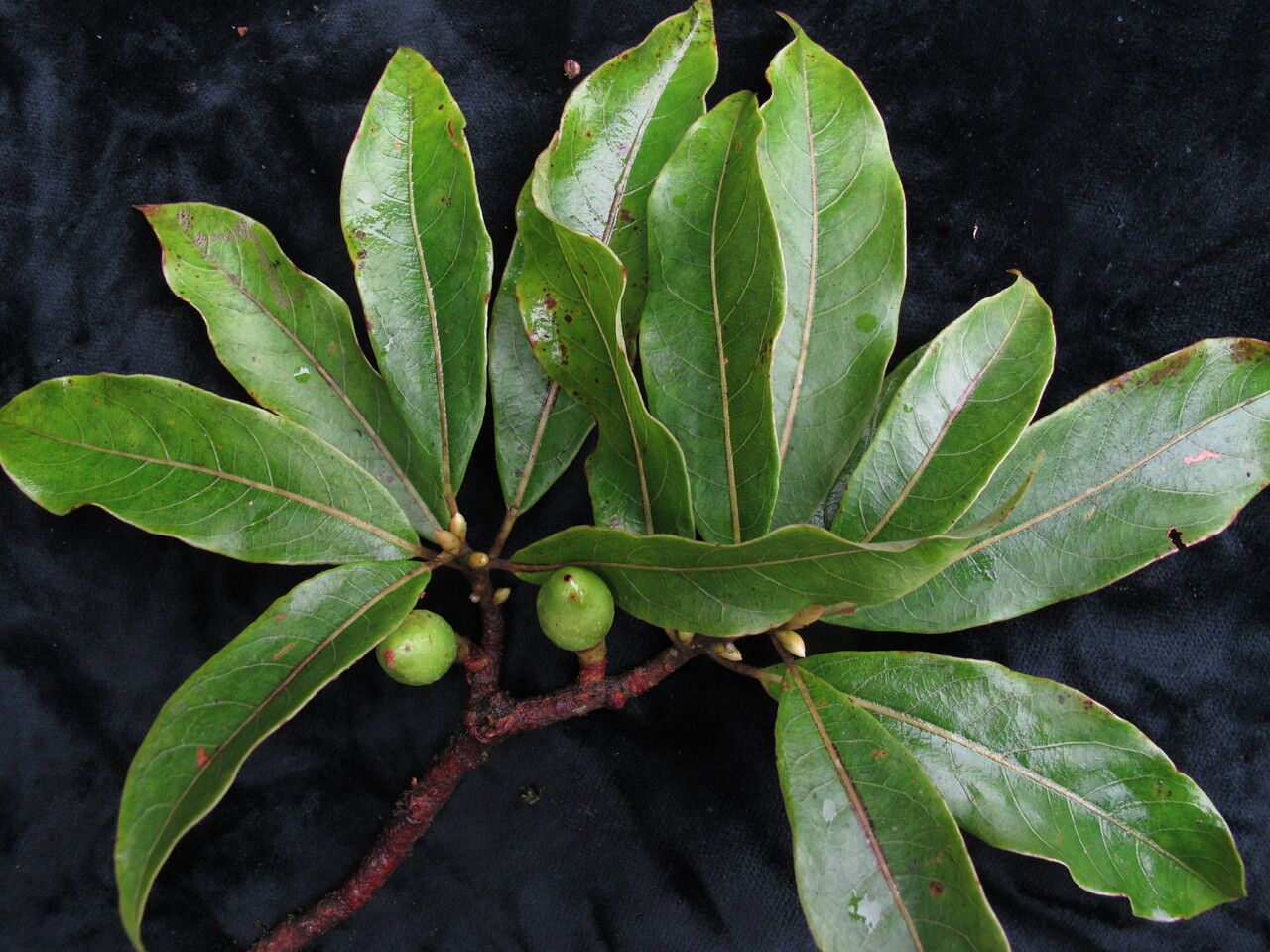 Dodecadenia grandiflora habit