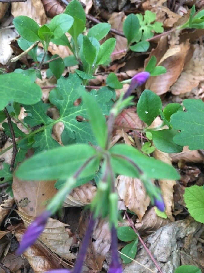 Phlox stolonifera — search result for 'Woodlands of eastern North America'
