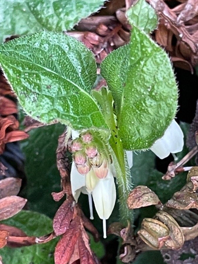 Symphytum grandiflorum leaf