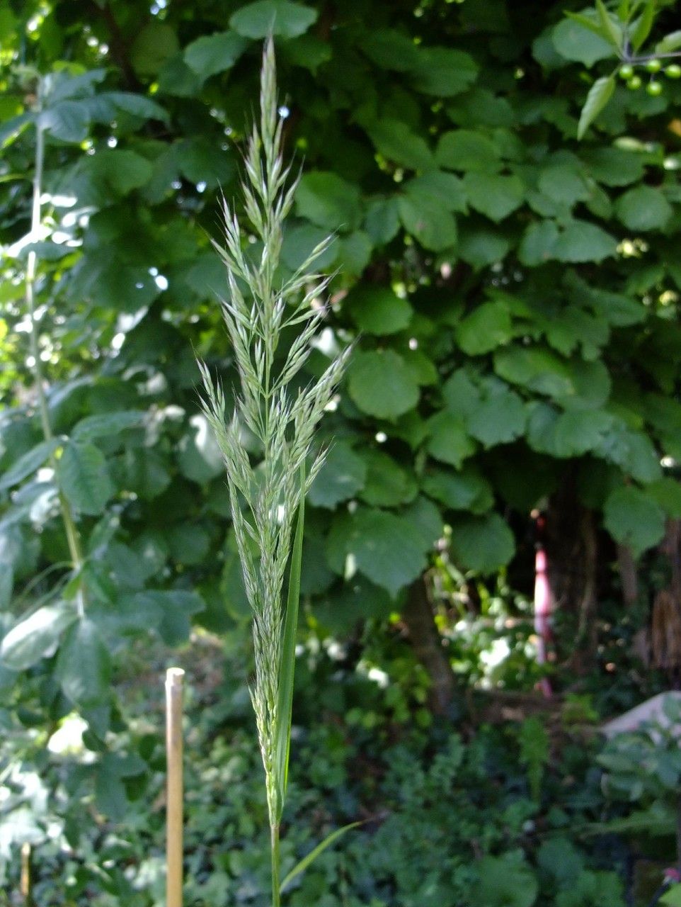 Amelichloa brachychaeta habit