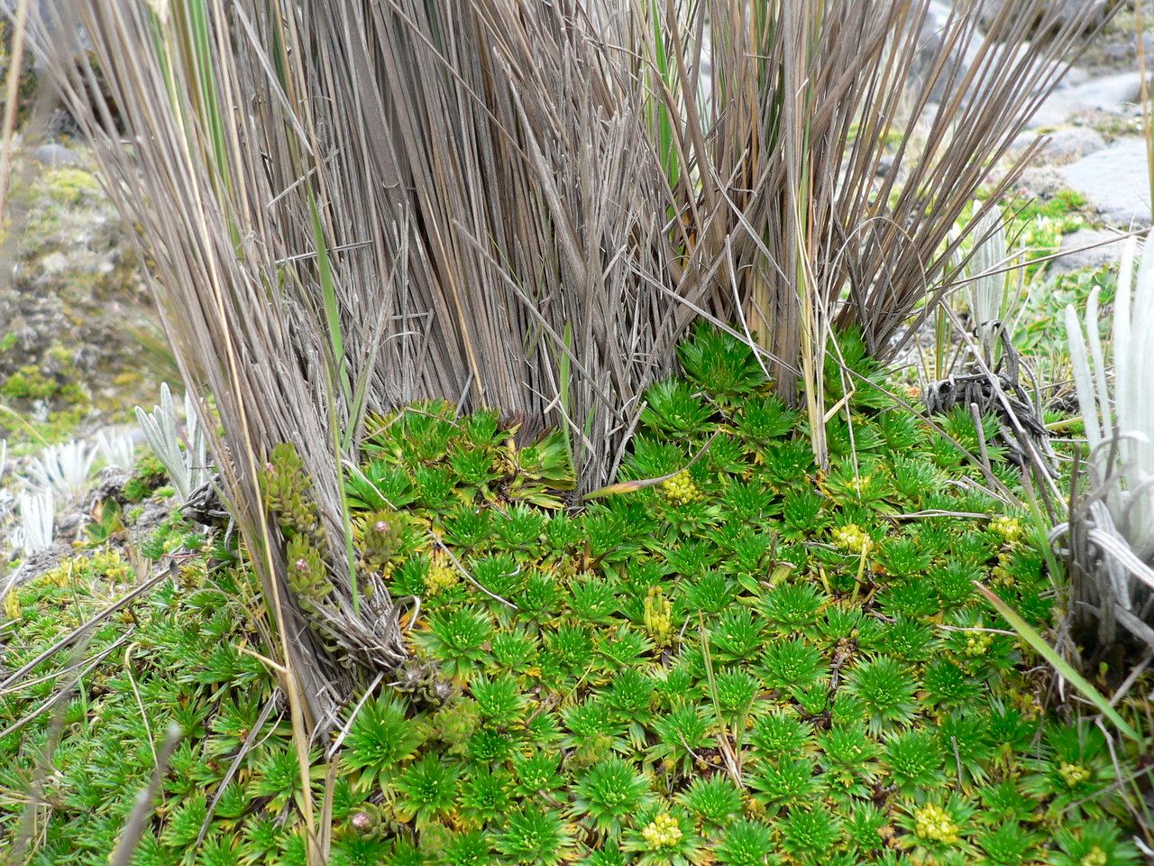 Azorella pedunculata leaf