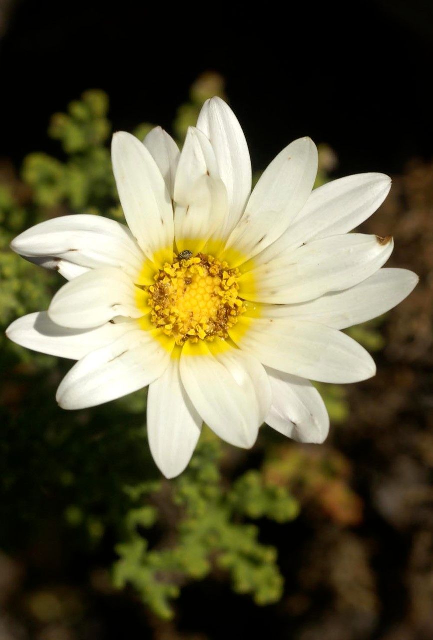 Arctotis aspera flower