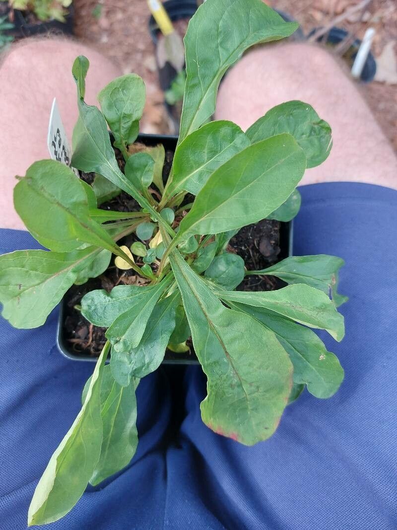 Penstemon calycosus — search result for 'Penstemon'