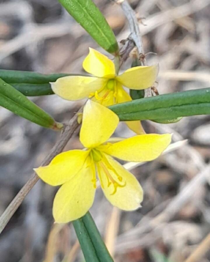Menodora decemfida — related species from the same genus