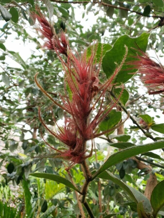 Sanchezia sanmartinensis flower