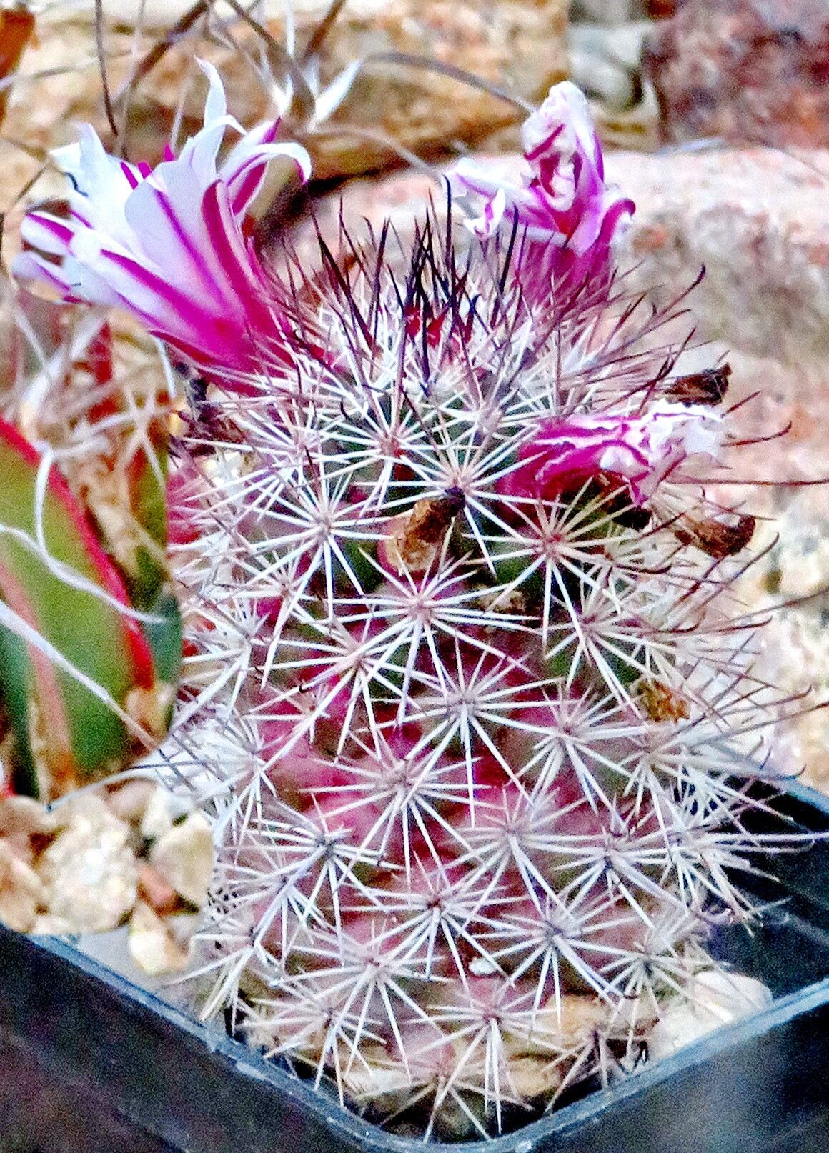 Cochemiea fraileana habit