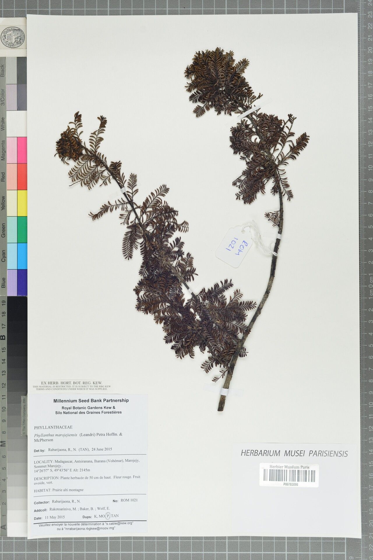 Phyllanthus marojejiensis — houseplant care guide