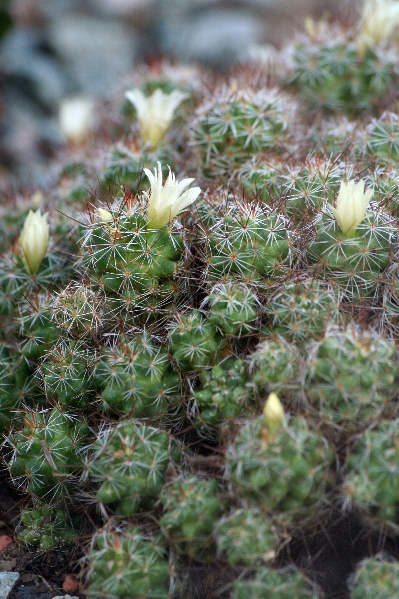Mammillaria vetula flower