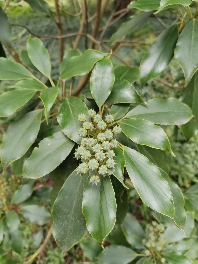 Trochodendron aralioides fruit