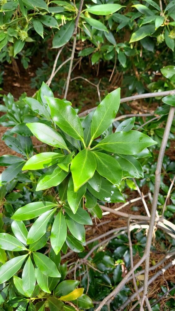 Illicium anisatum — related species from the same genus