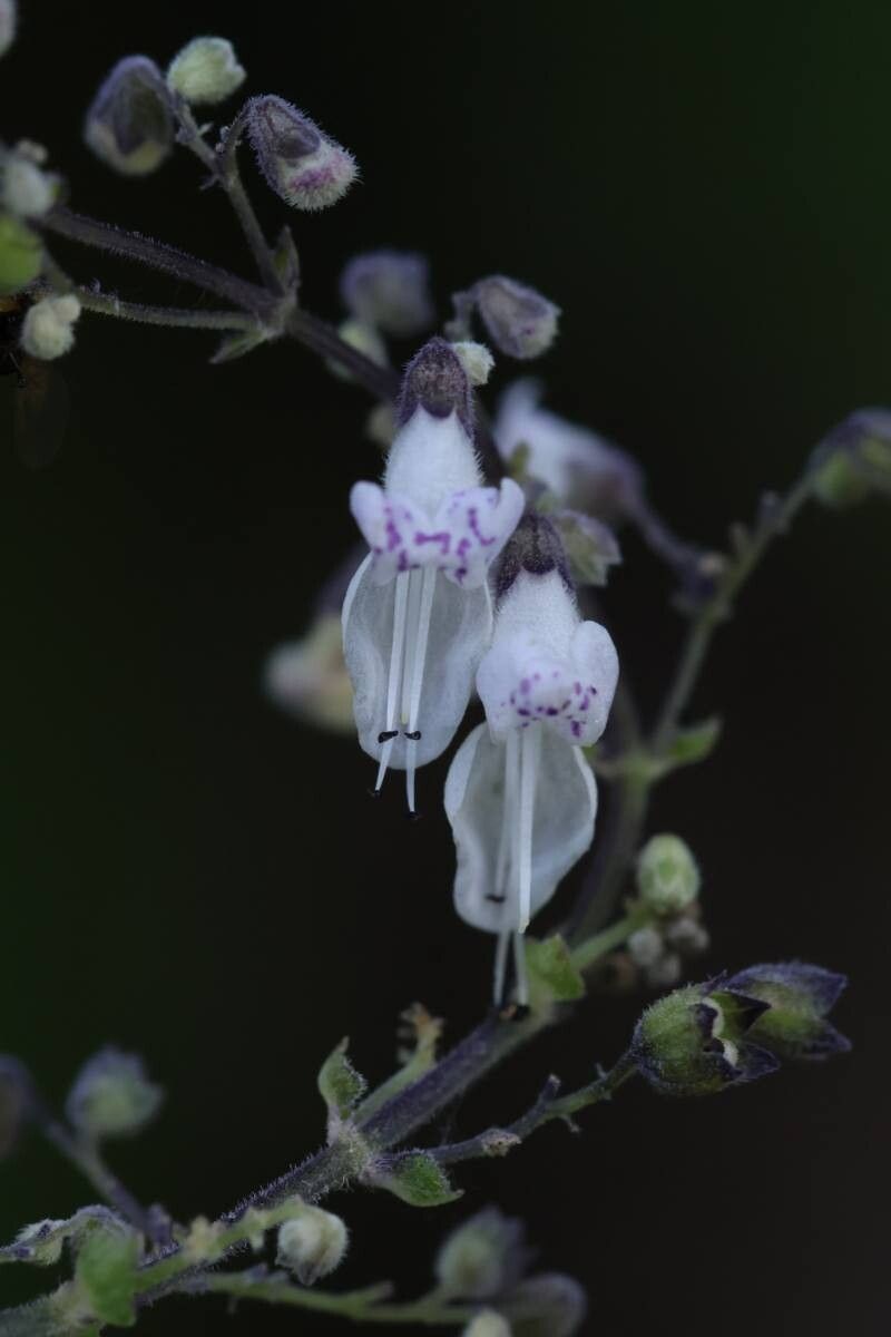 Isodon japonicus — houseplant care guide