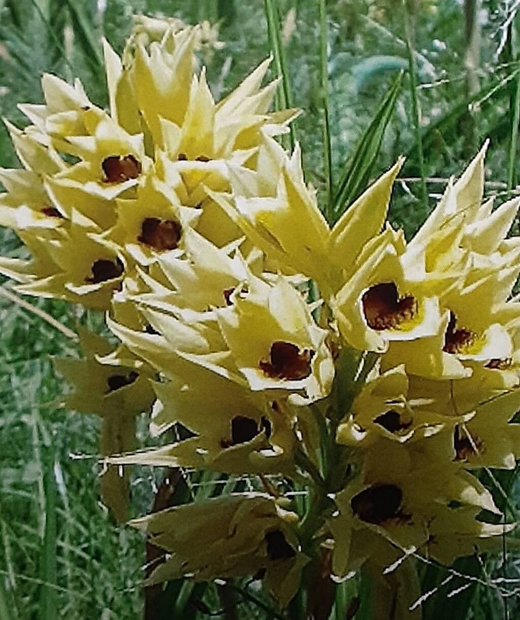 Eulophia zeyheriana — houseplant care guide