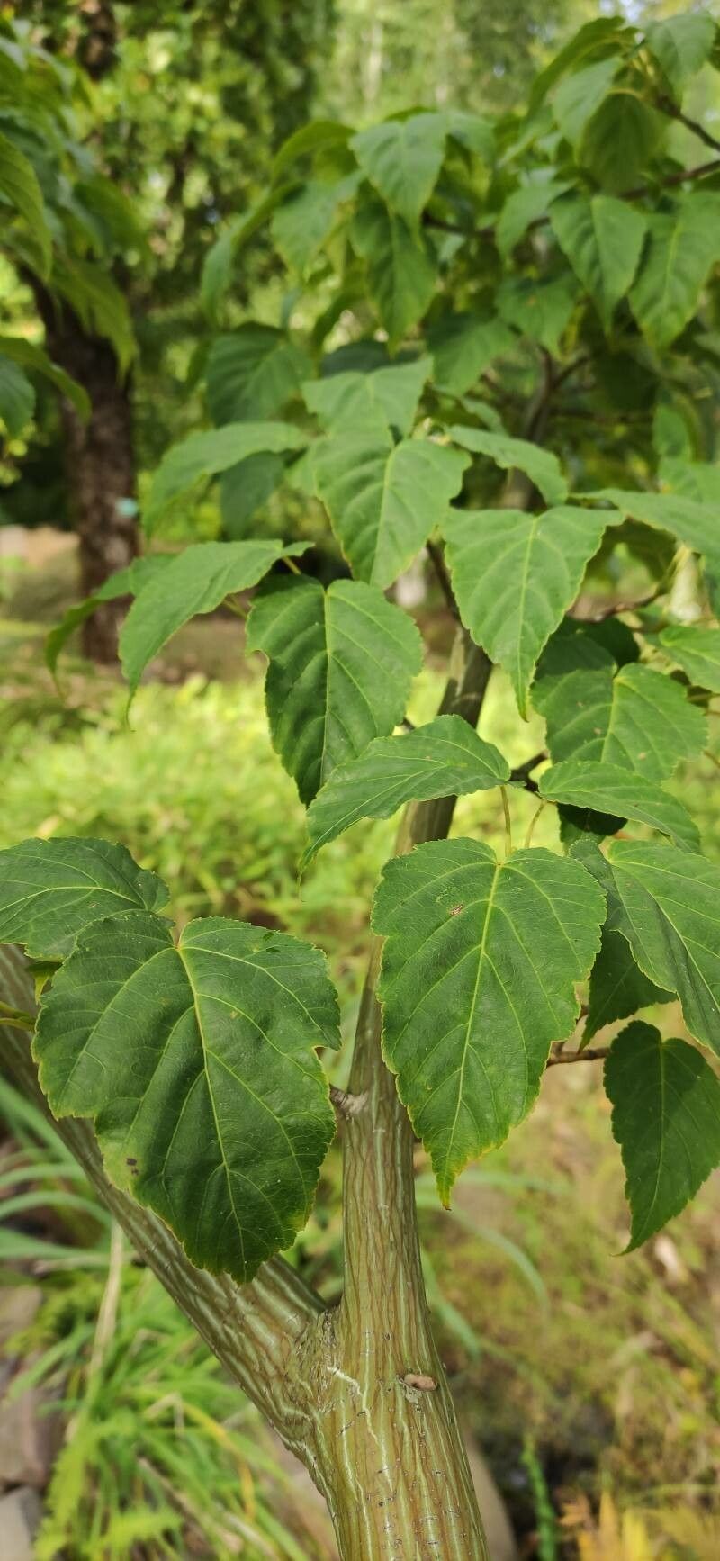 Acer capillipes leaf