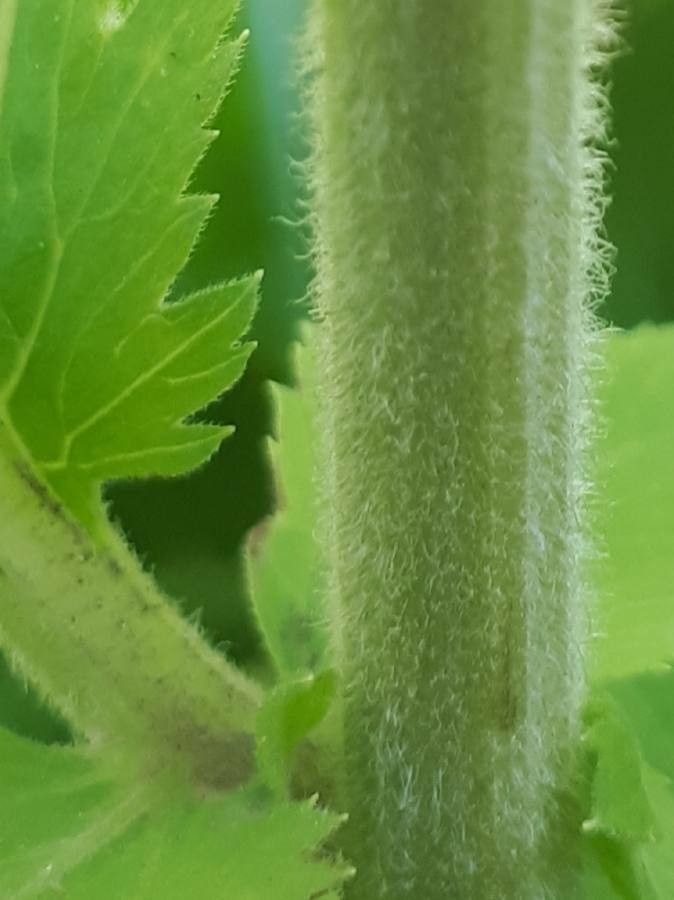 Achillea macrophylla bark