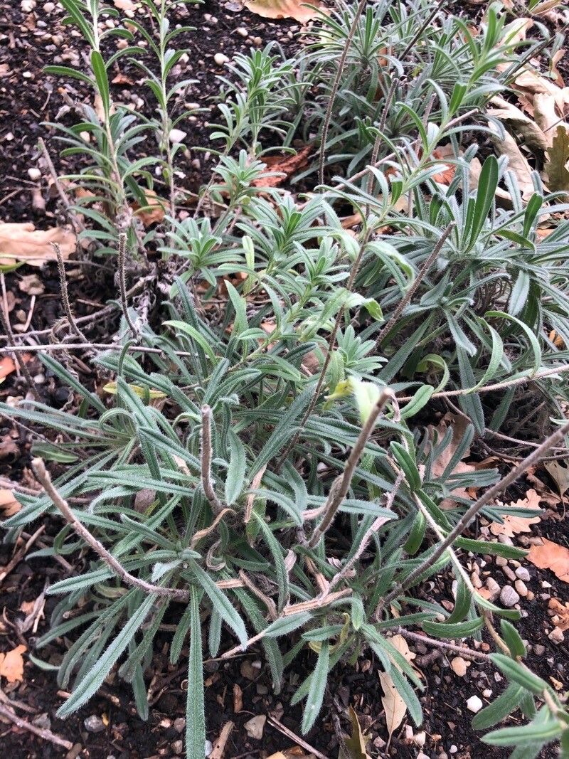 Onosma viridis — houseplant care guide