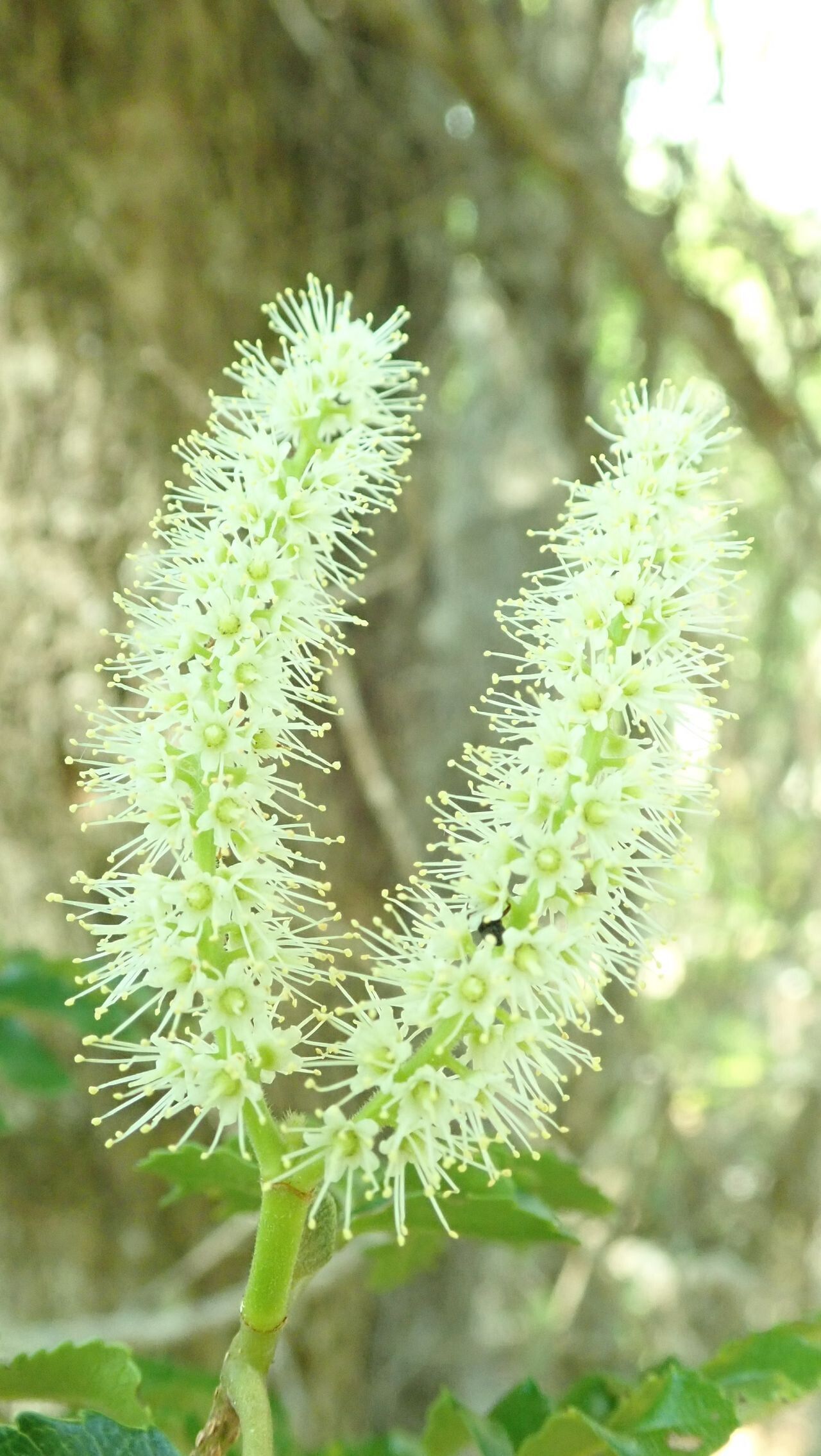 Cunonia austrocaledonica flower