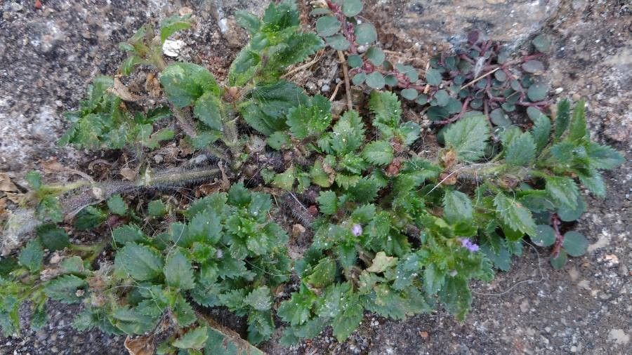 Stemodia verticillata — search result for 'Plantaginaceae'