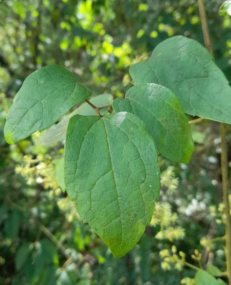 Clematis haenkeana — search result for 'Clematis'