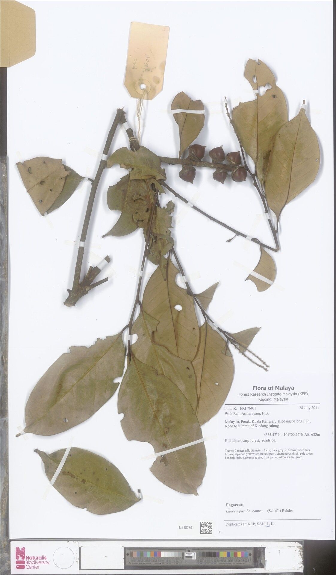 Lithocarpus bancanus — search result for 'Lithocarpus'