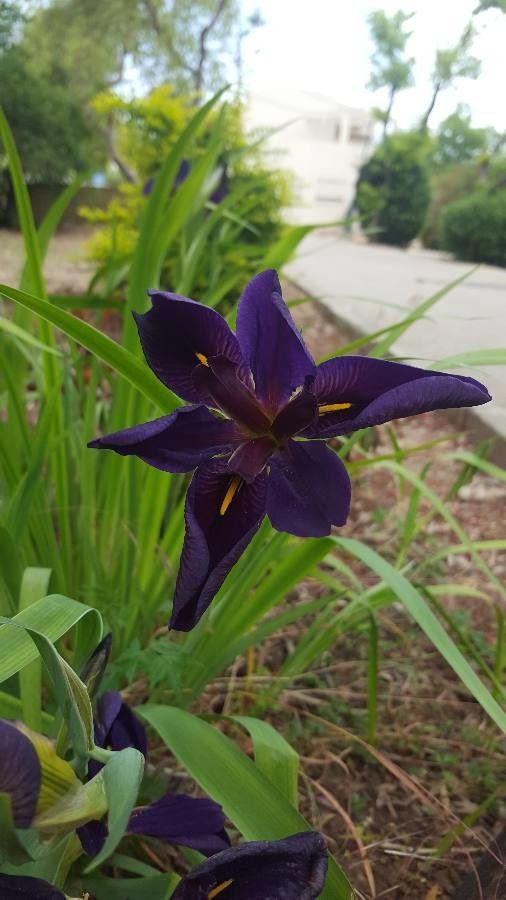 Iris giganticaerulea