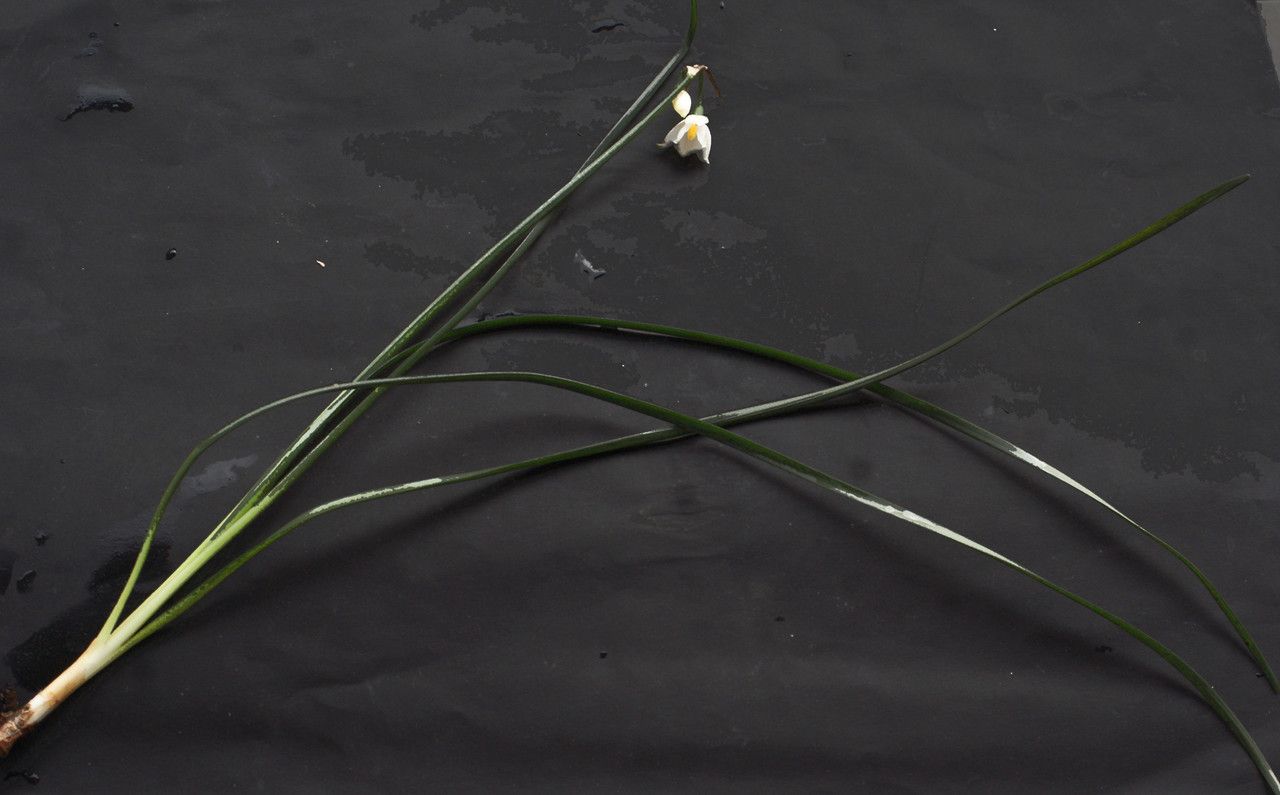 Acis nicaeensis habit