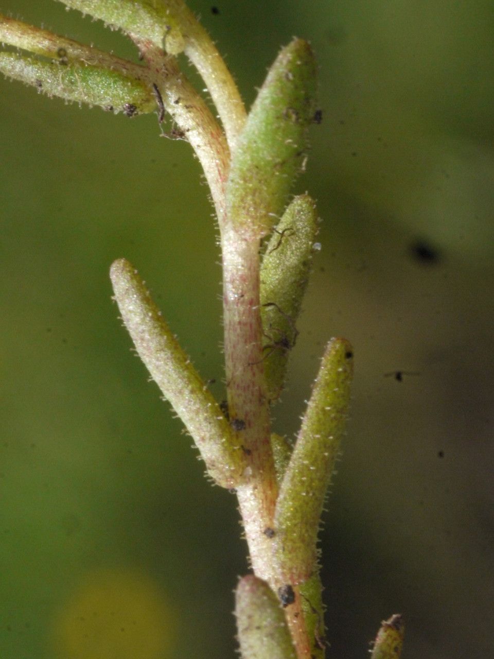 Sedum villosum fruit