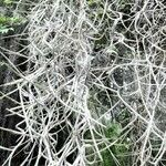 Tillandsia usneoides