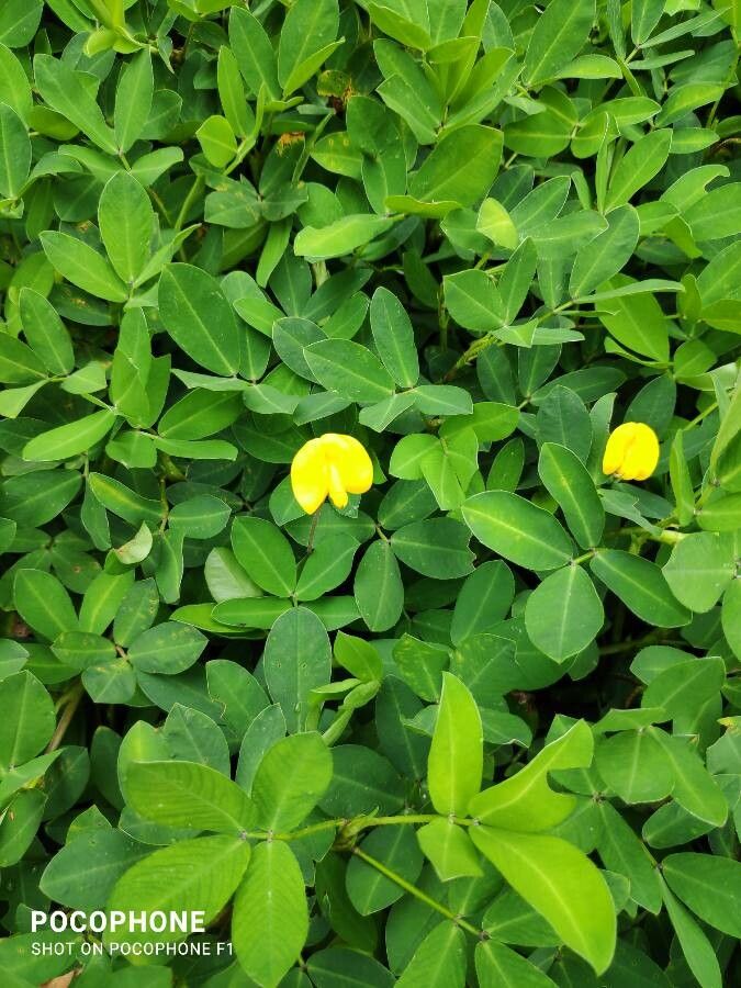 Arachis pintoi flower