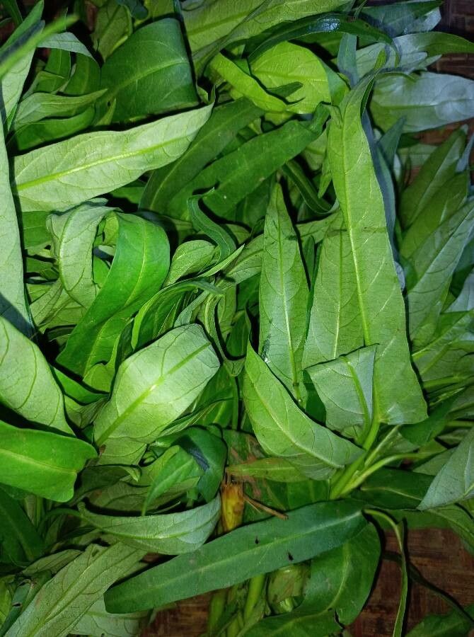 Ipomoea aquatica — flood tolerant houseplant