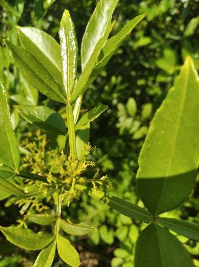 Zanthoxylum armatum flower
