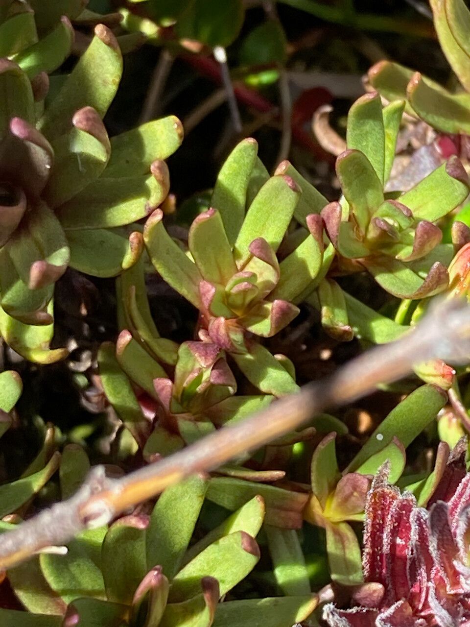 Gentianella corymbosa — search result for 'Gentianella'