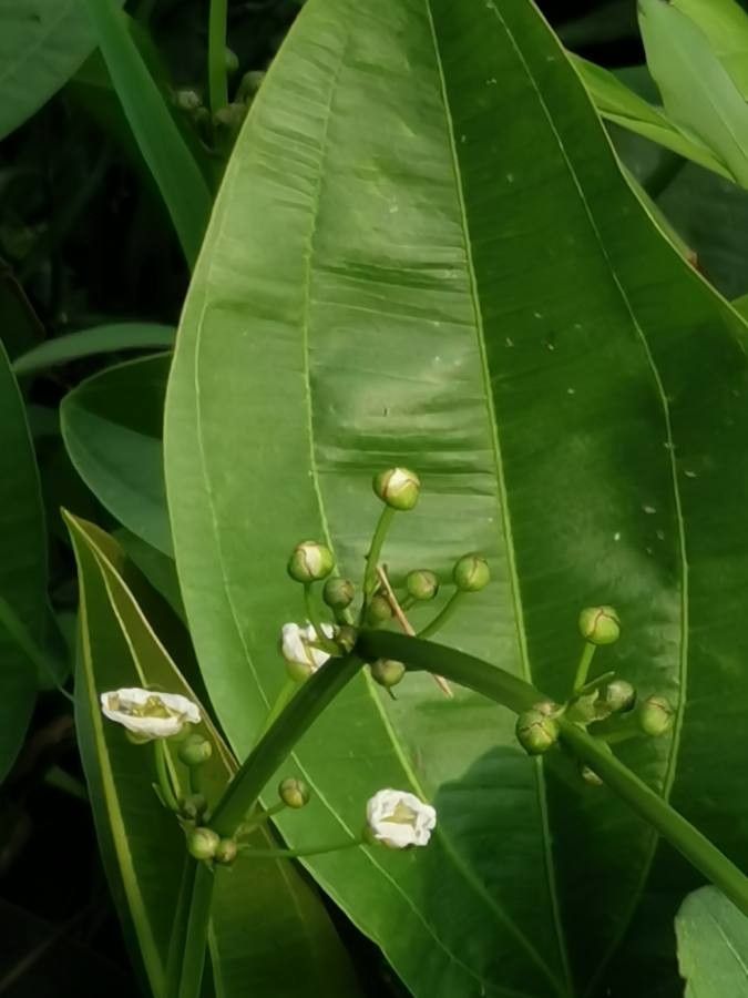 Echinodorus cordifolius flower