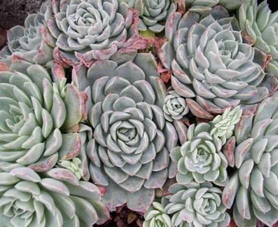 Echeveria halbingeri habit