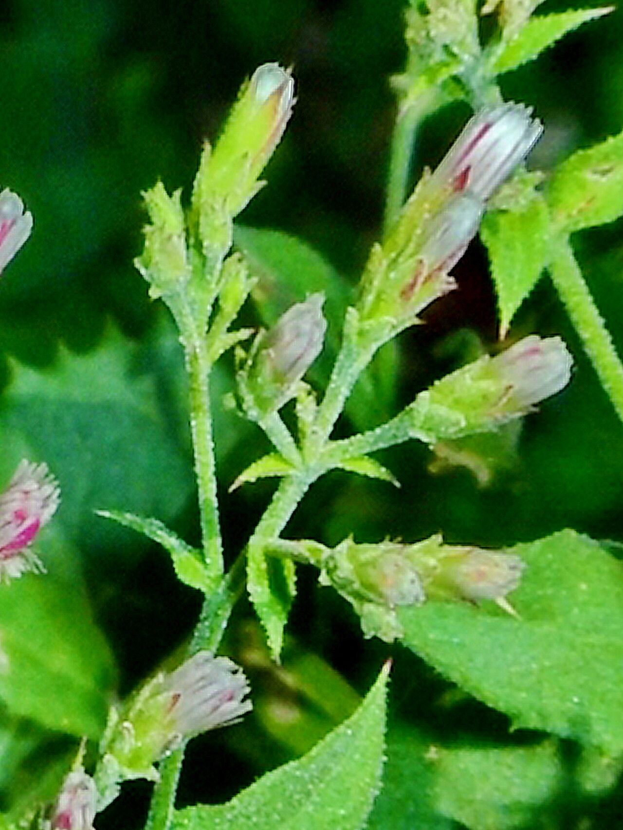 Acourtia thurberi — search result for 'and Chihuahua'