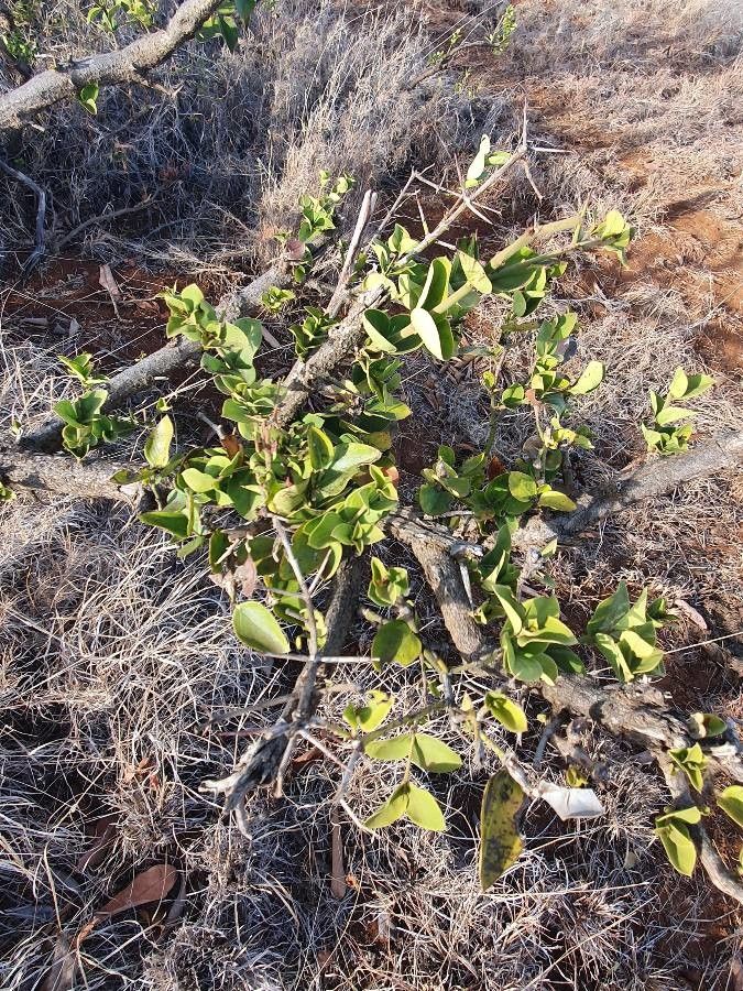 Carissa spinarum — search result for 'Carissa'