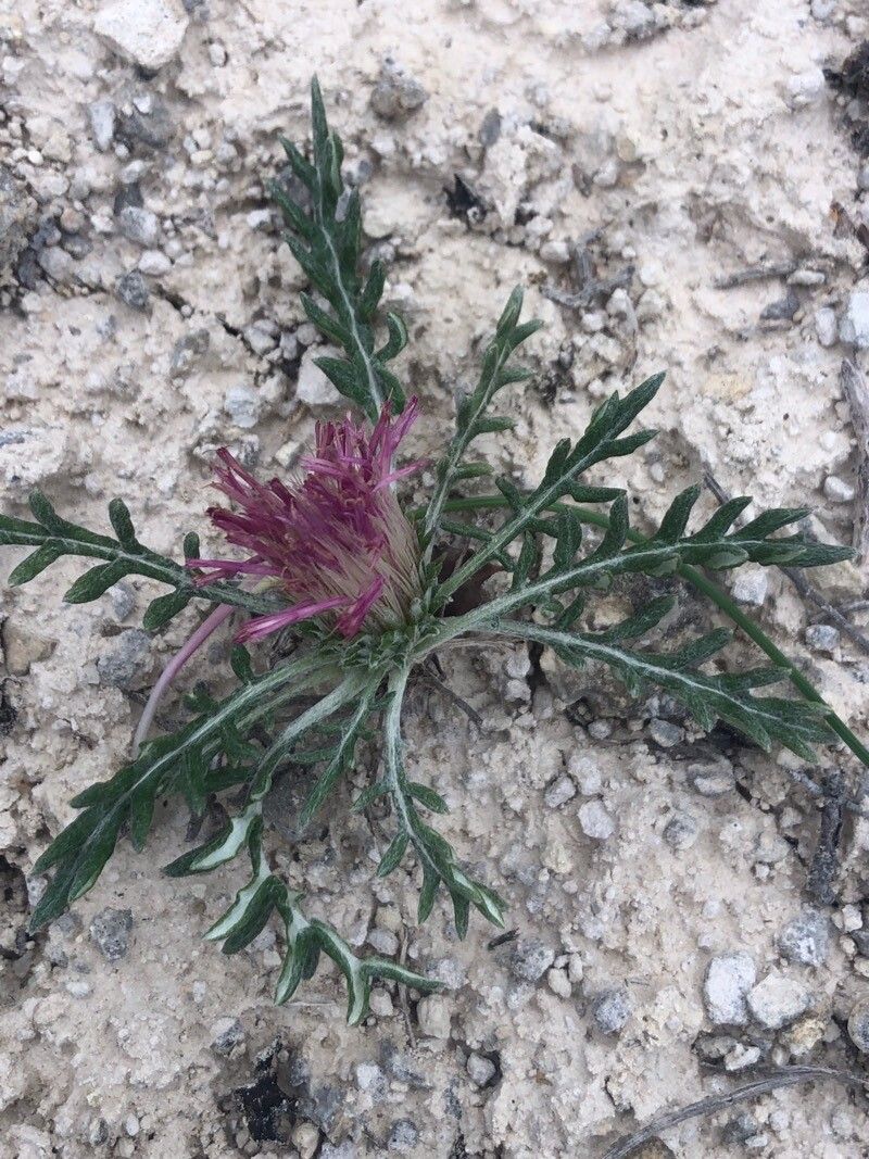 Jurinea humilis leaf