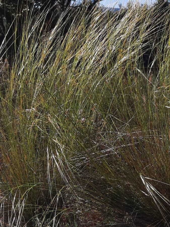 Stipa offneri flower