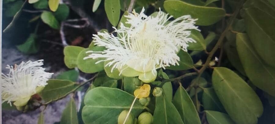 Cynophalla flexuosa flower