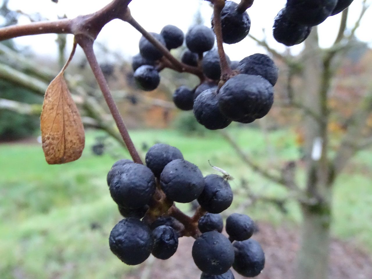 Phellodendron japonicum habit