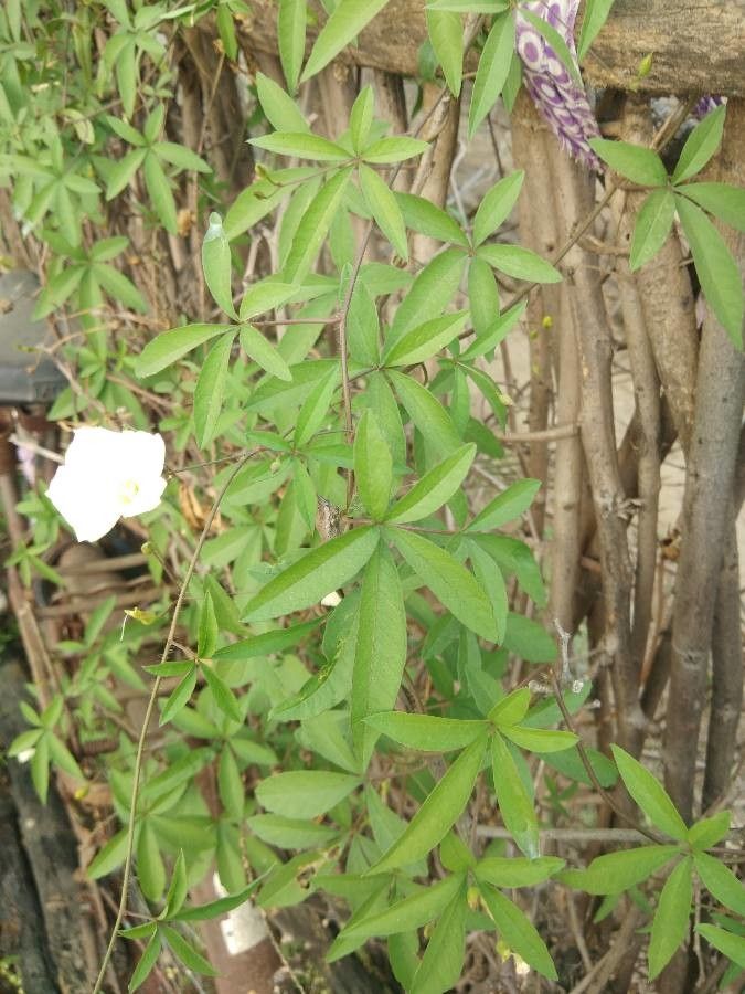 Merremia quinquefolia — search result for 'Merremia'